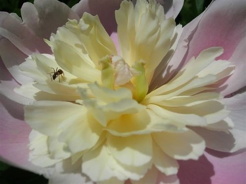 ap_20060605103834902